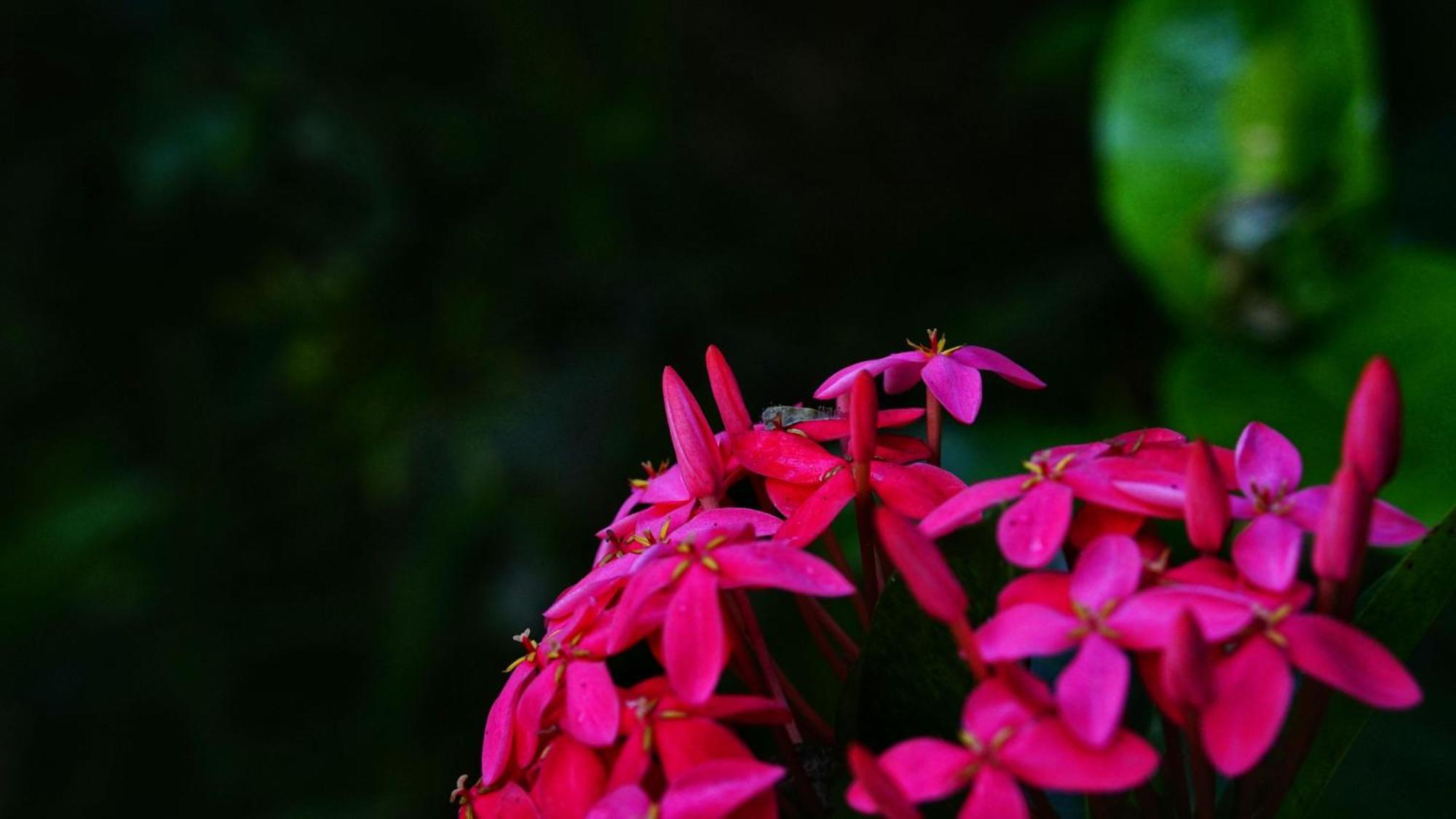 Lake Island Home Stay Dambulla Buitenkant foto
